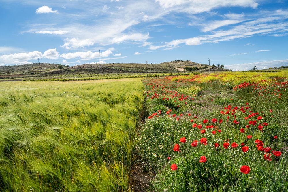 Explosión de primavera