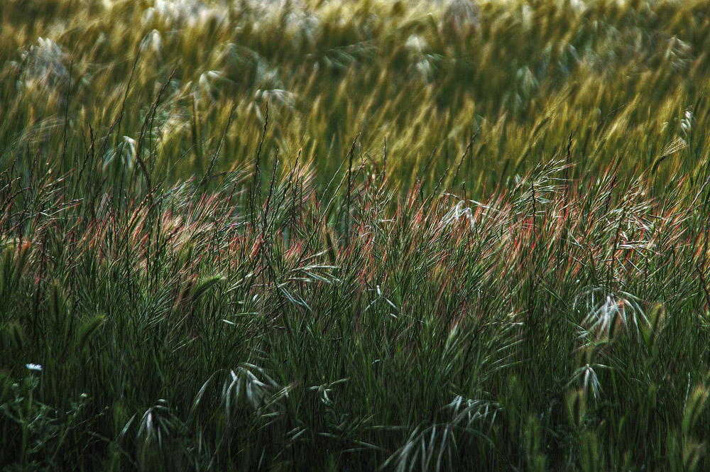 EXPLOSION DE PRIMAVERA