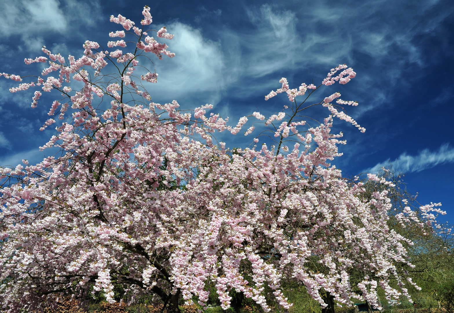 explosion de printemps à Giverny