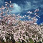 explosion de printemps à Giverny