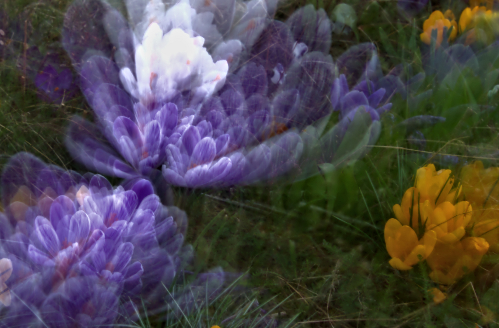 Explosion der Frühlingsfarben