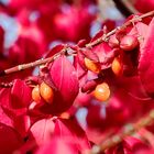 Explosion der herbstlichen Farben