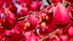 Explosion der herbstlichen Farben