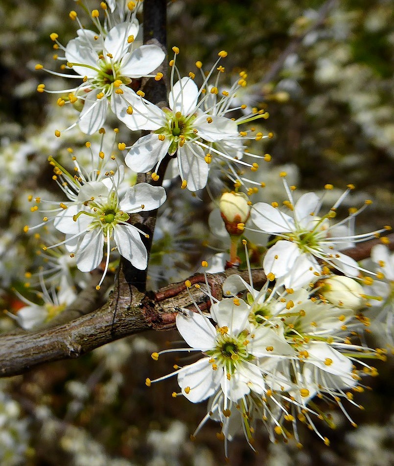 Explosion der Mini-Blüten