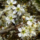 Explosion der Mini-Blüten