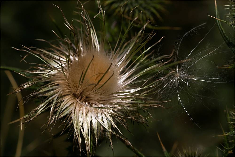 Explosion der Natur