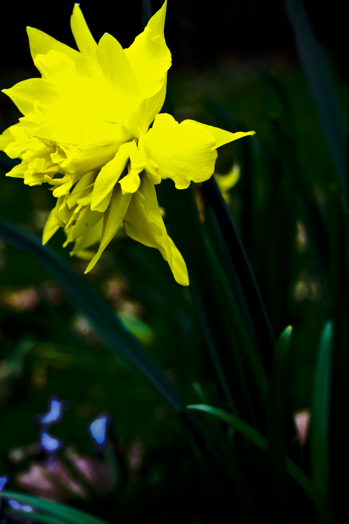 Explosion des Frühlings