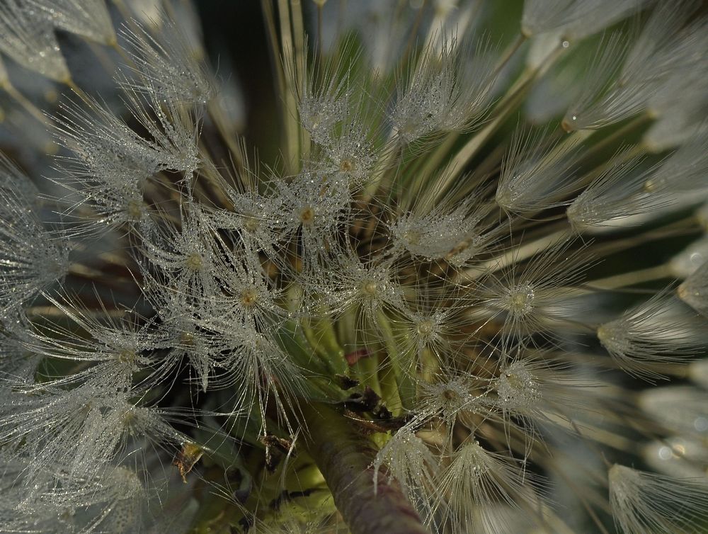 Explosion des Lebens