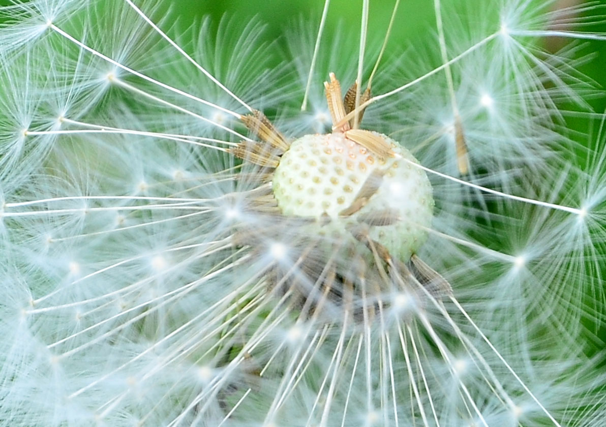 Explosion einer Pusteblume