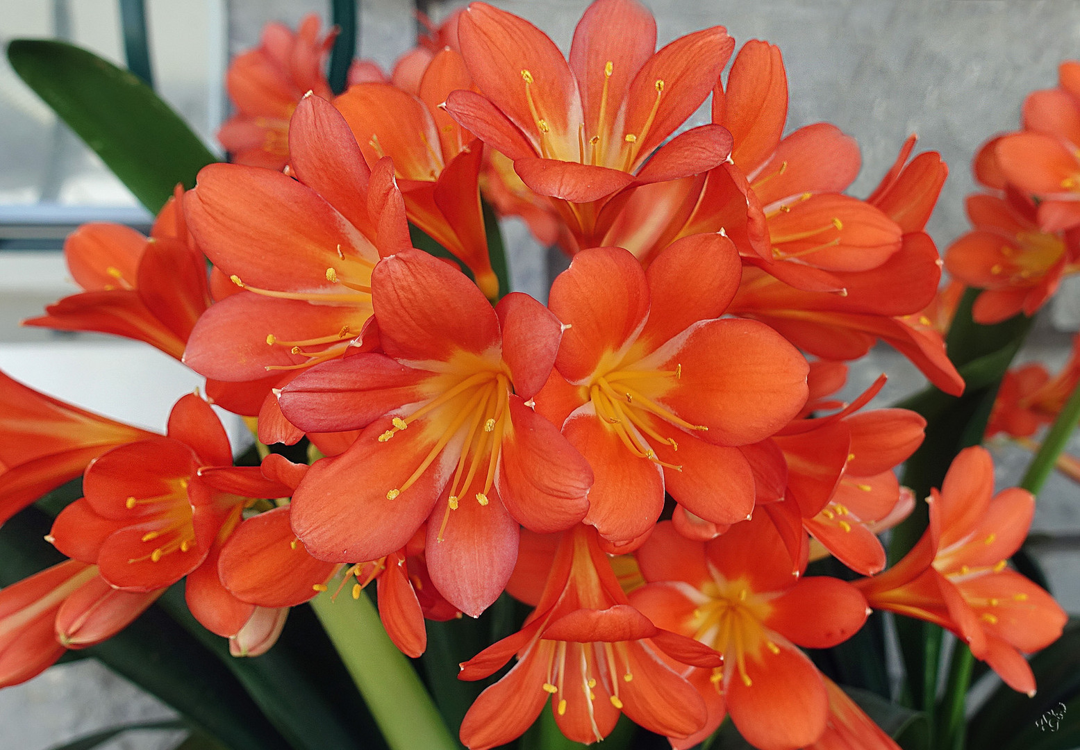 Explosion florale de mon clivia