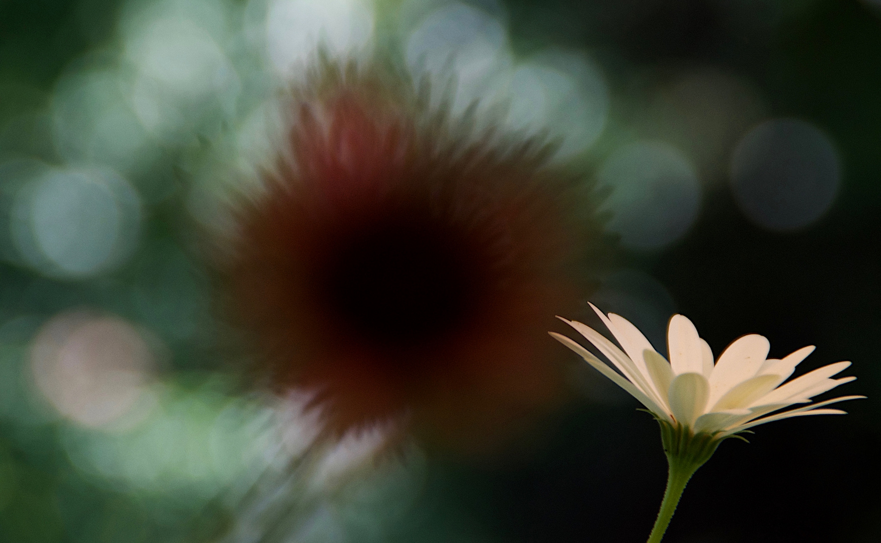 Explosion hinter weißer Blüte