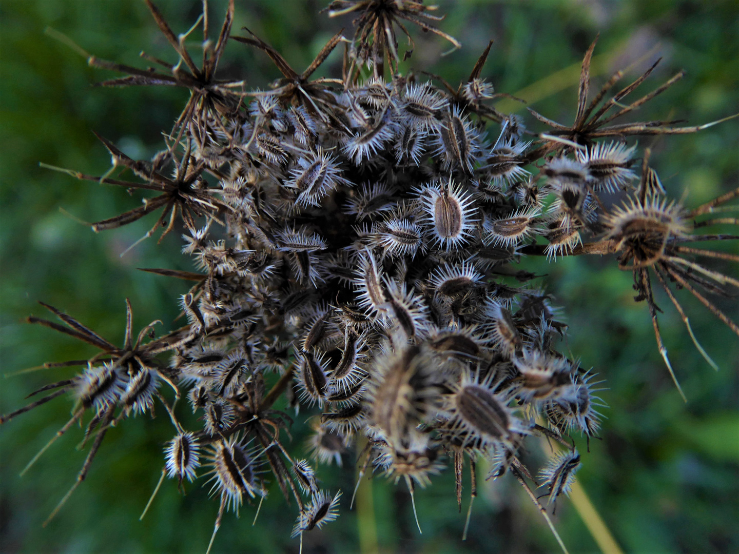 Explosion im Garten