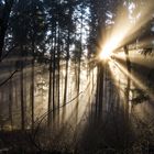 Explosion im Wald