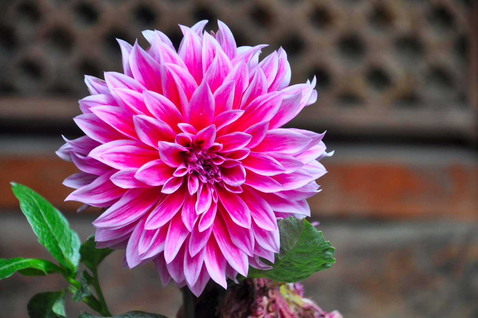 Explosion in Pink.. China Yunnan