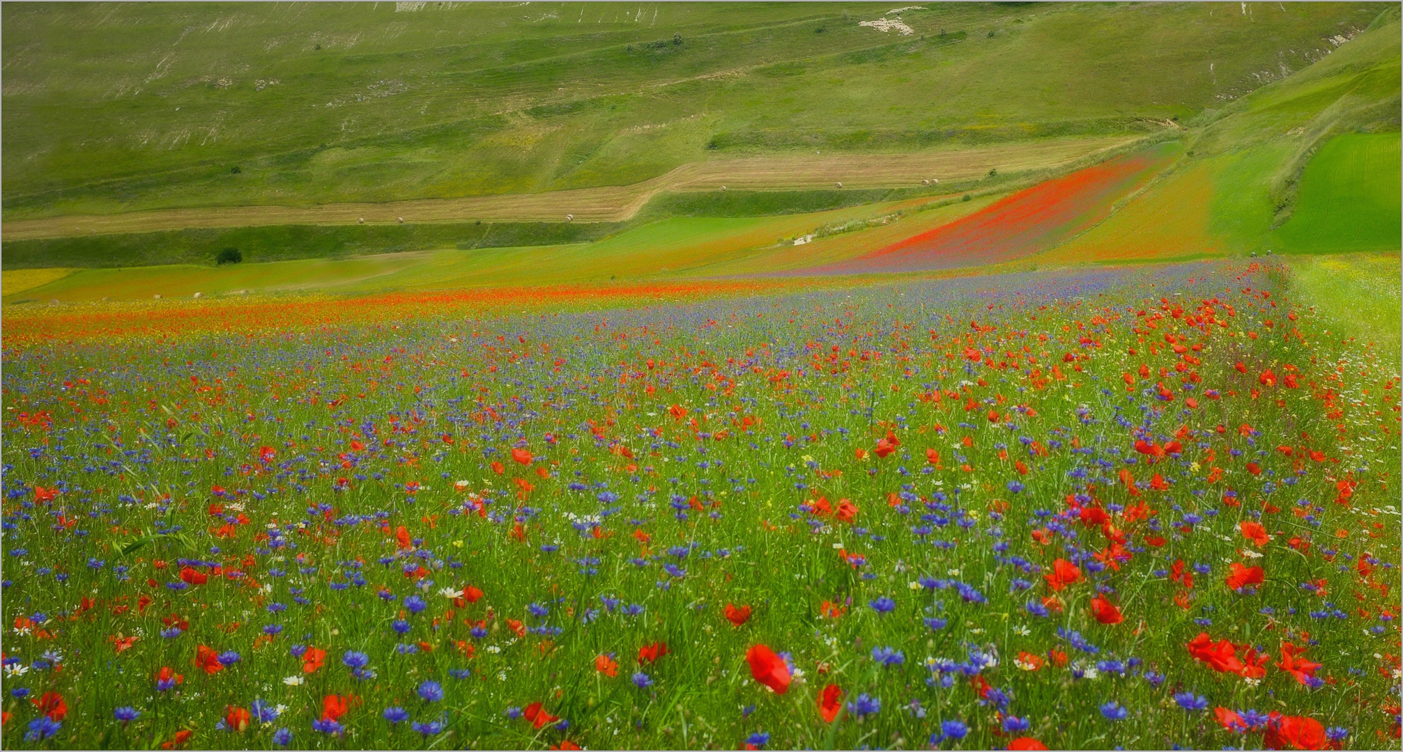  Explosion of colors