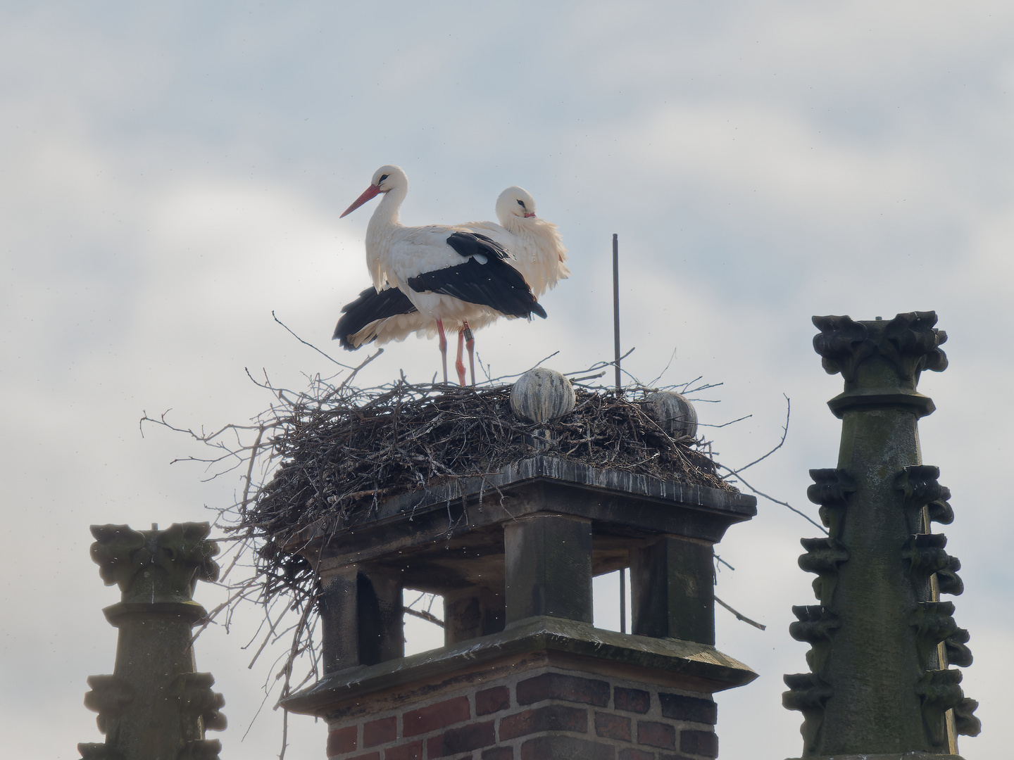 Exponierter Nistplatz 