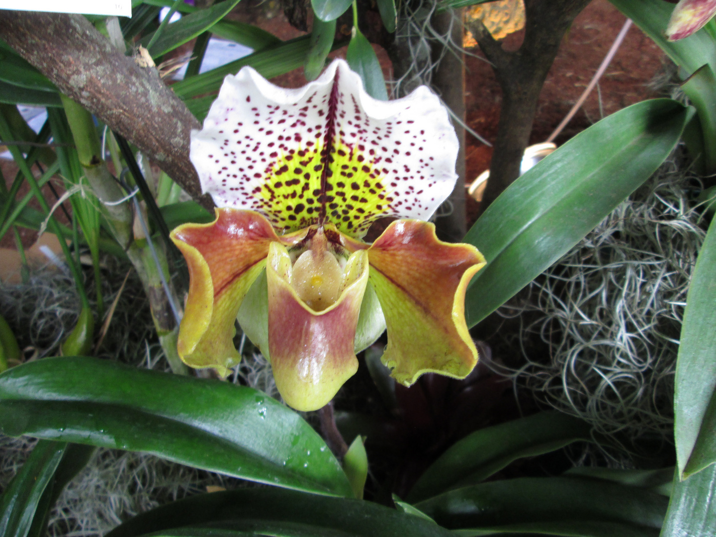 Exposición Orquídeas Cali