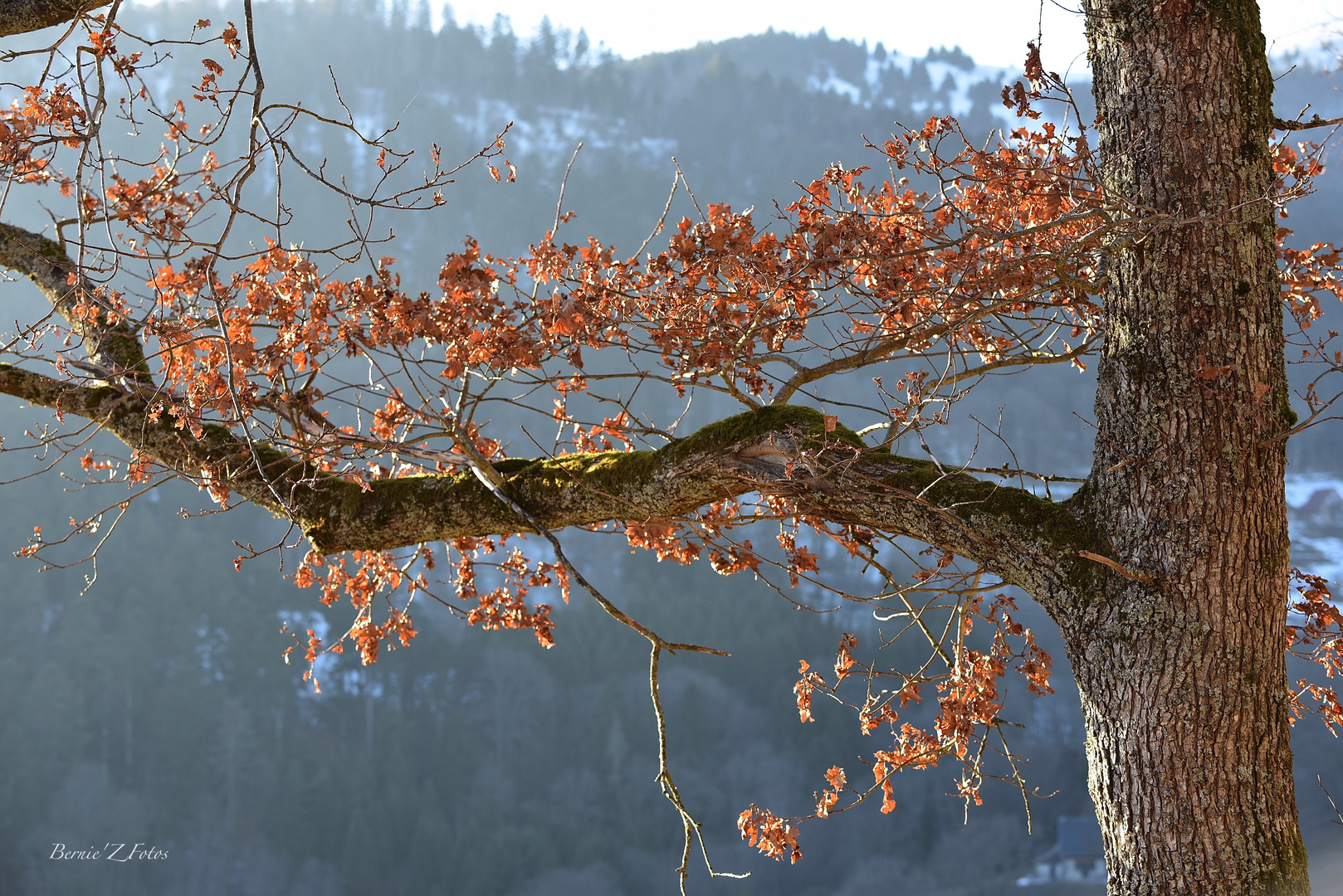 expression de la nature