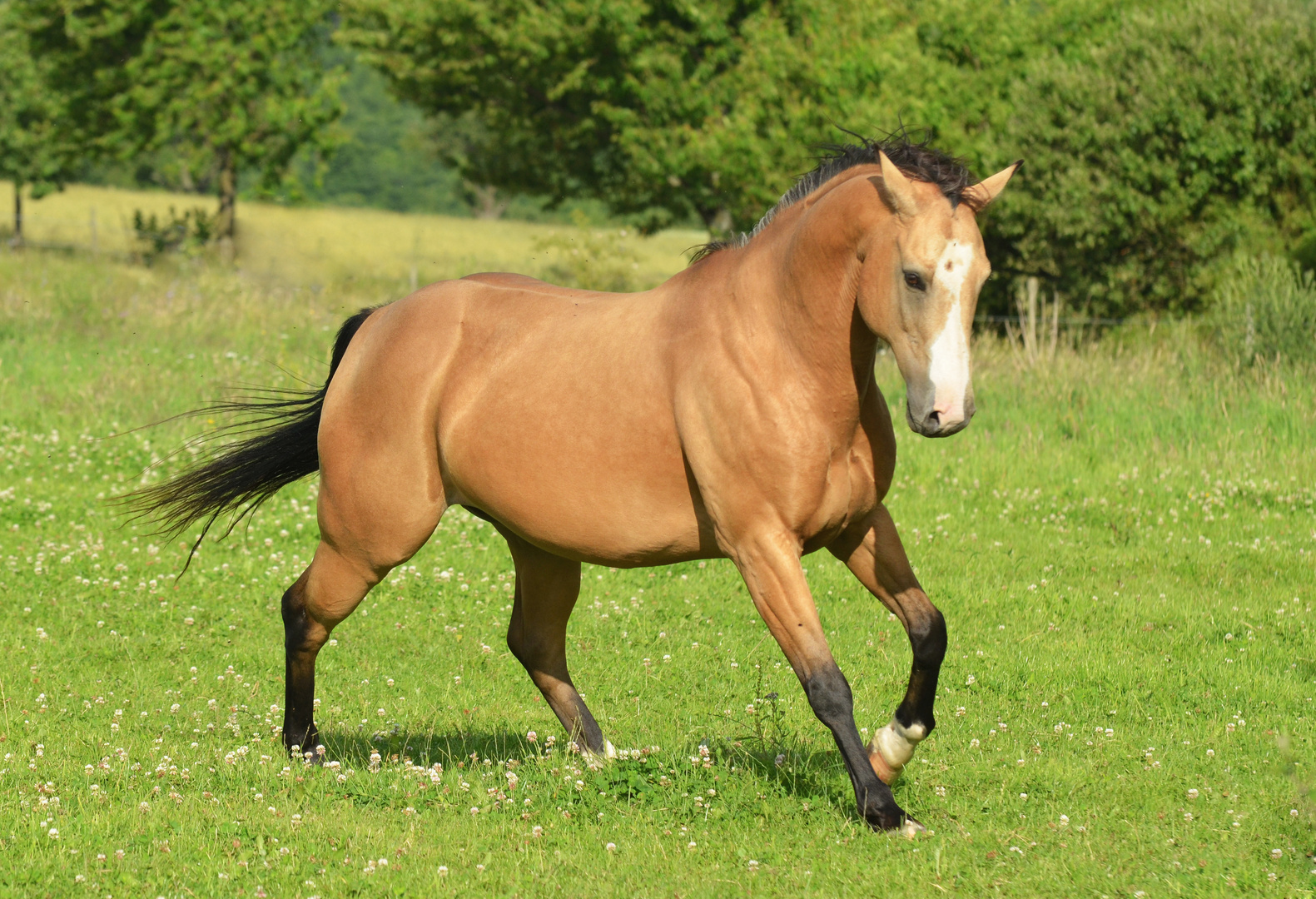 Expressive Quarter Horse