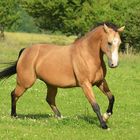 Expressive Quarter Horse