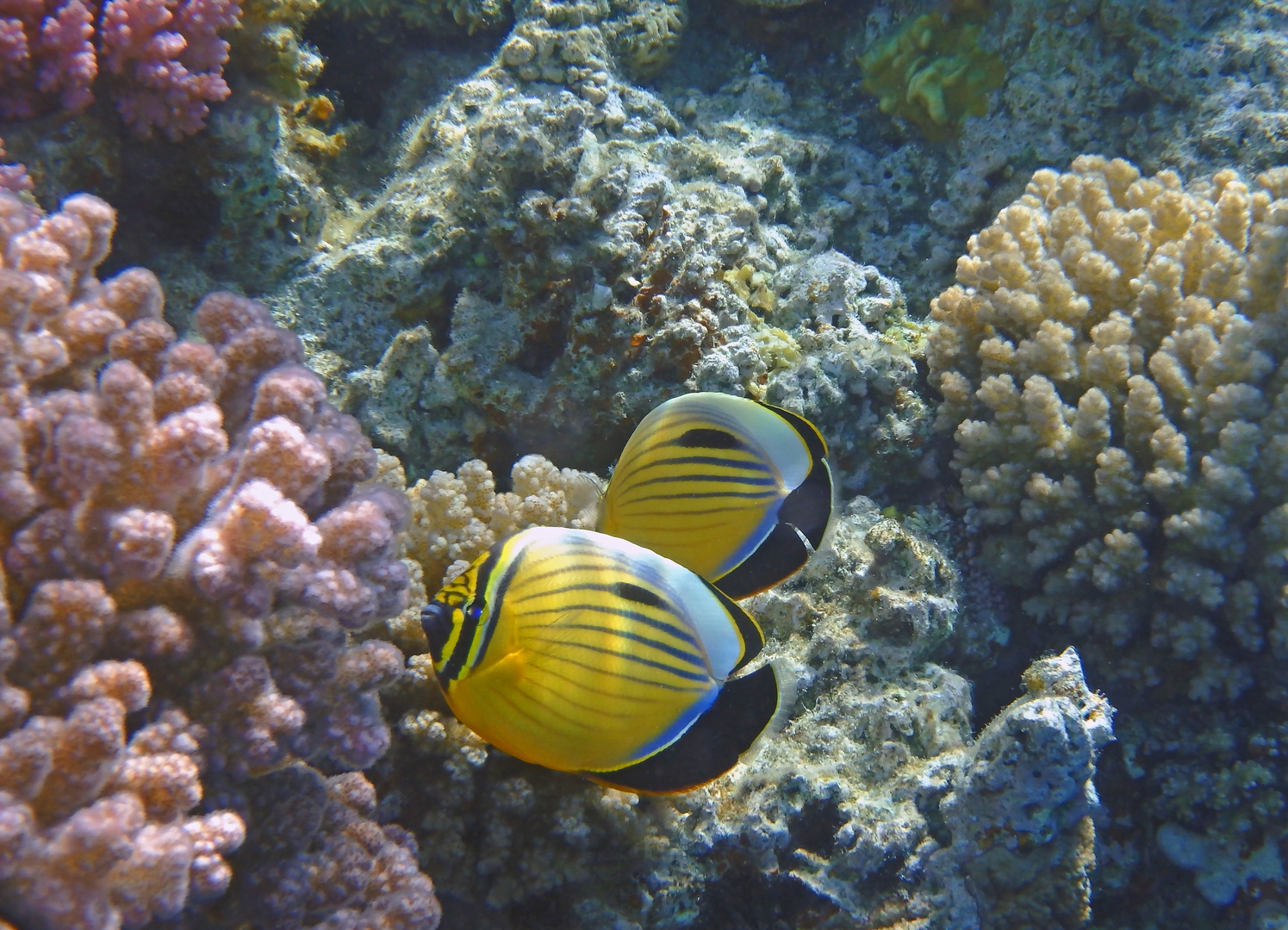Exquisite Butterflyfish couple