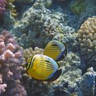 Exquisite Butterflyfish couple