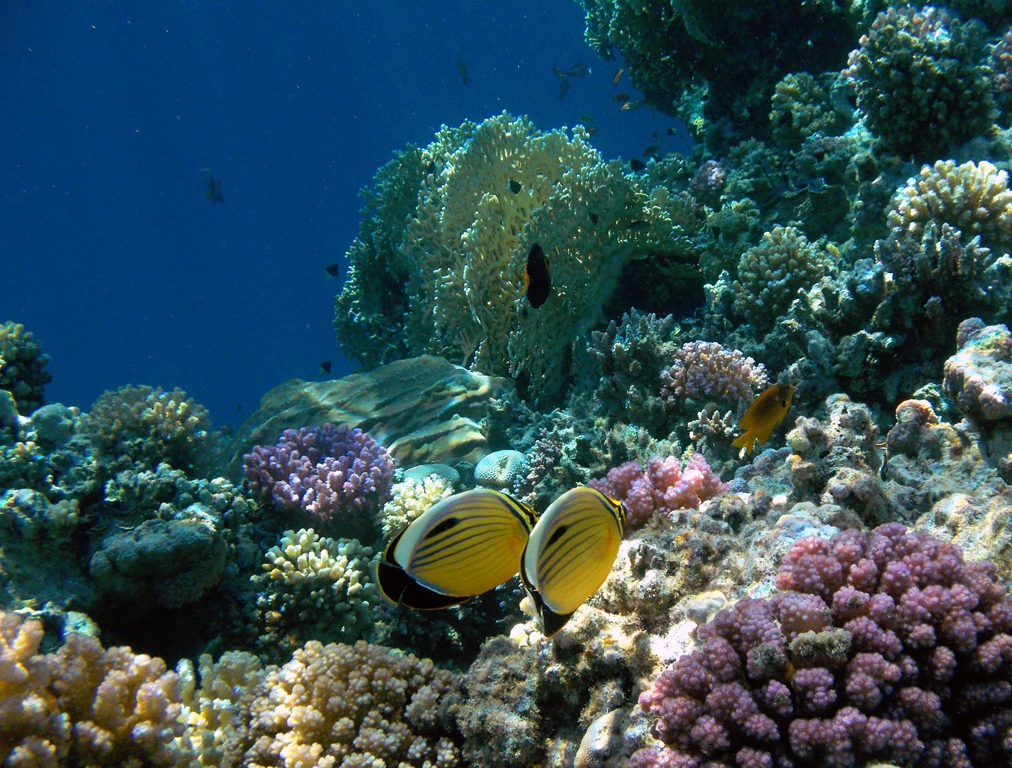 Exquisite Butterflyfish couple in the Red Sea