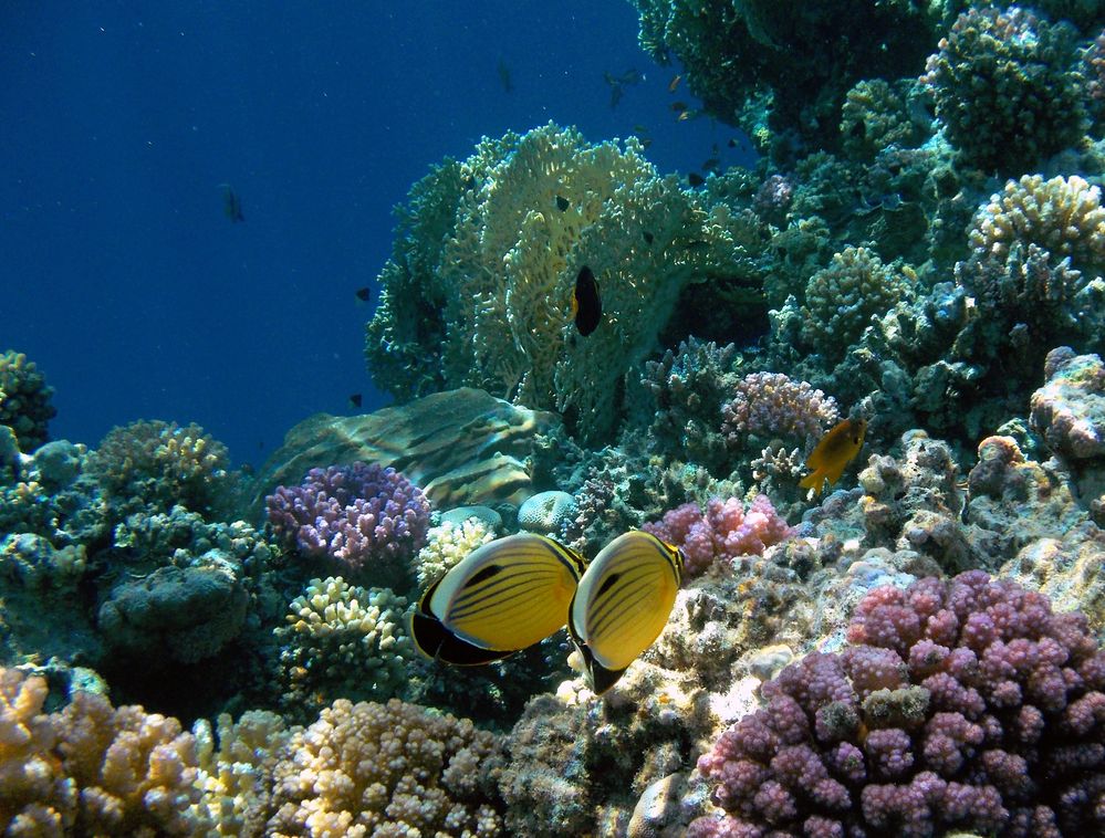 Exquisite Butterflyfish couple in the Red Sea