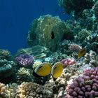 Exquisite Butterflyfish couple in the Red Sea