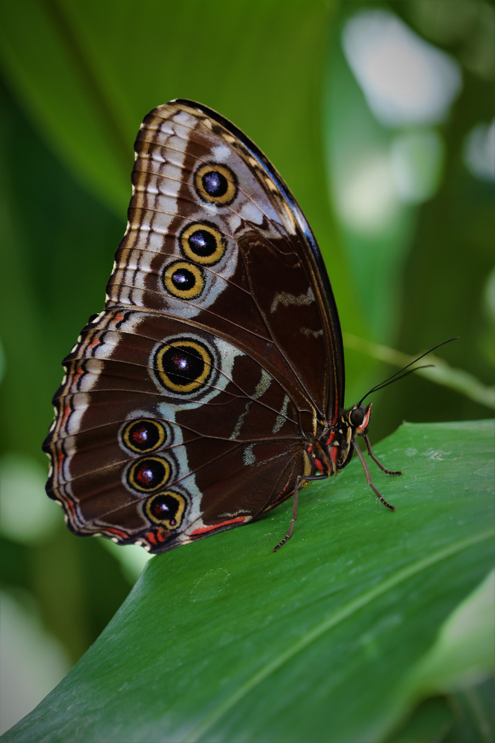 Exsotische Schmetterling