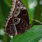 Exsotische Schmetterling