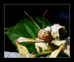 Extatosoma Portrait