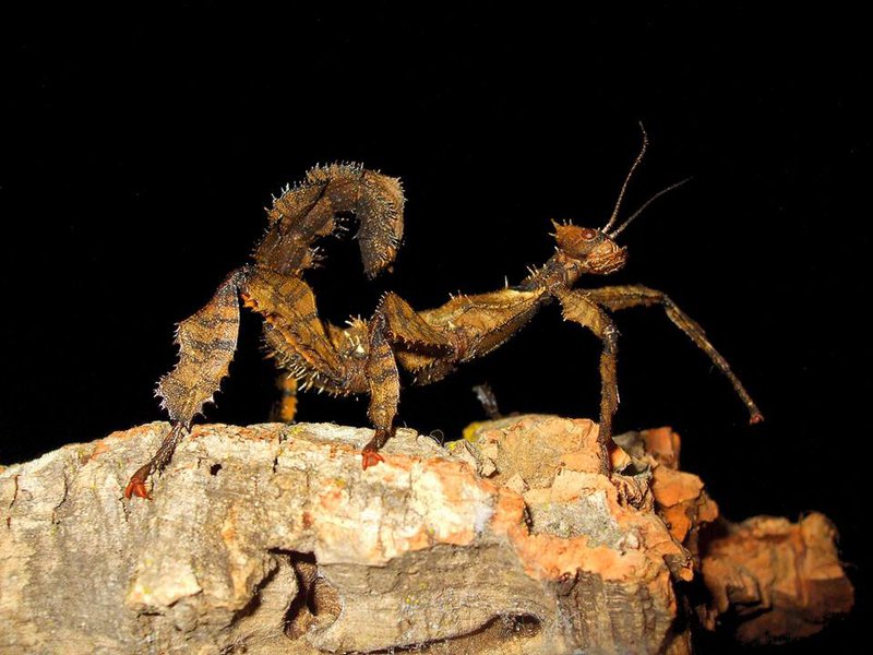 Extatosoma tiaratum