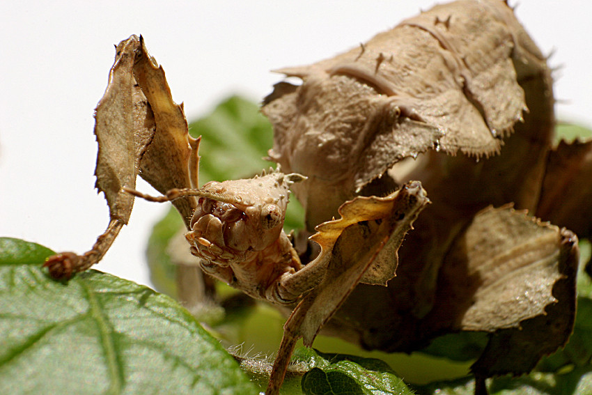 Extatosoma tiaratum