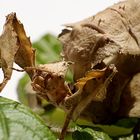 Extatosoma tiaratum