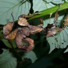 Extatosoma tiaratum - Australische Gespenstschrecke