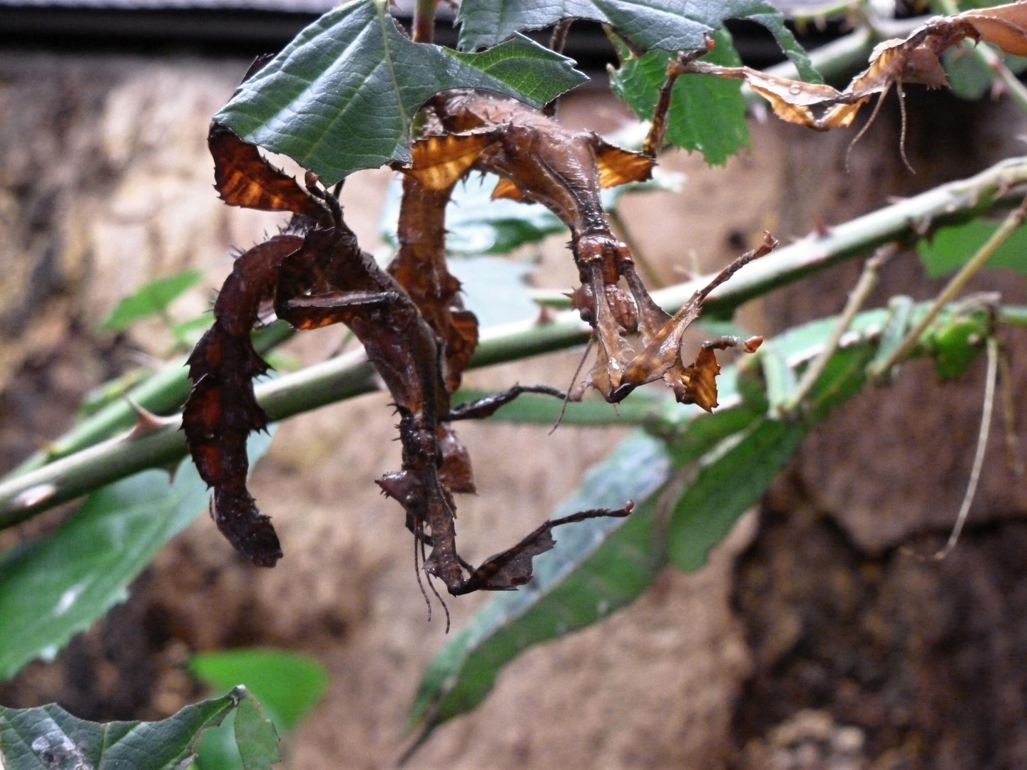 Extatosoma tiaratum - Australische Gespenstschrecke