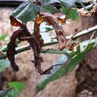 Extatosoma tiaratum - Australische Gespenstschrecke