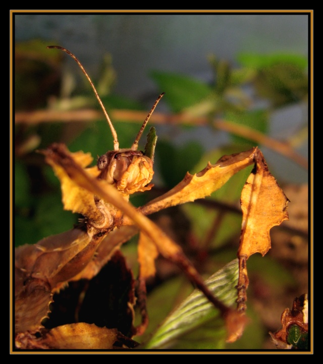 Extatosoma tiaratum