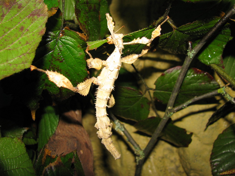 Extatosoma tiaratum