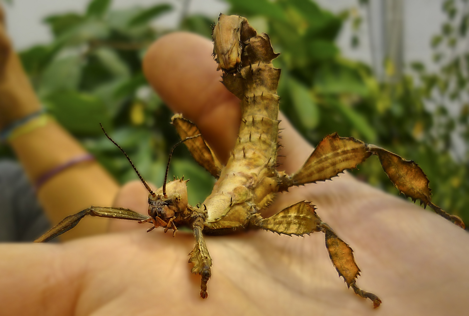 Extatosoma Tiaratum