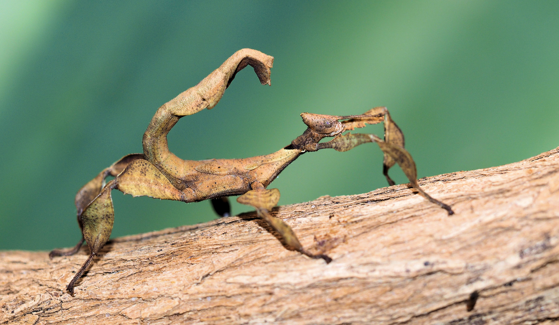 Extatosoma tiaratum Jungtier