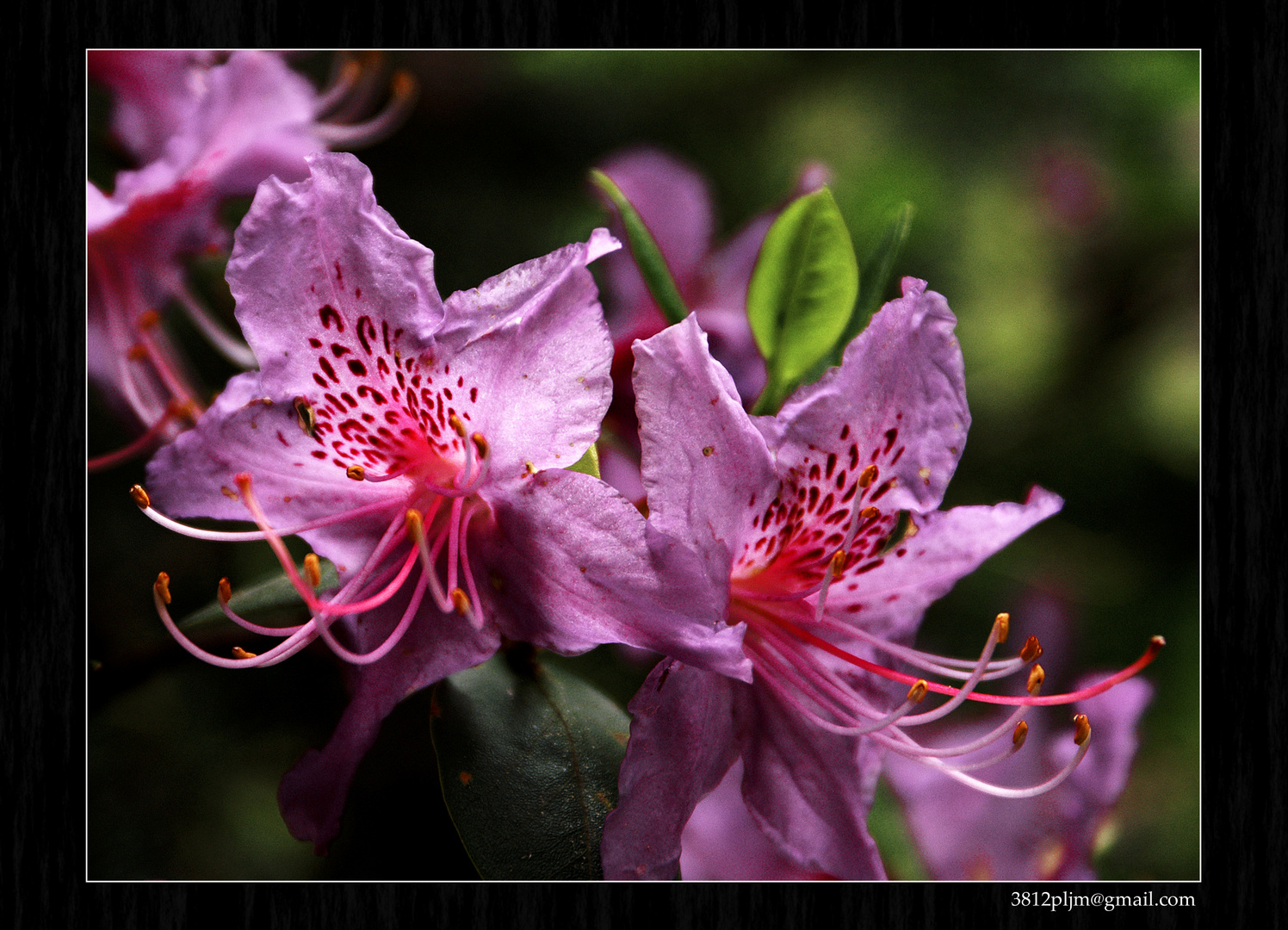 Extensiones florales