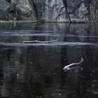 Externsteine - Eis auf dem Teich