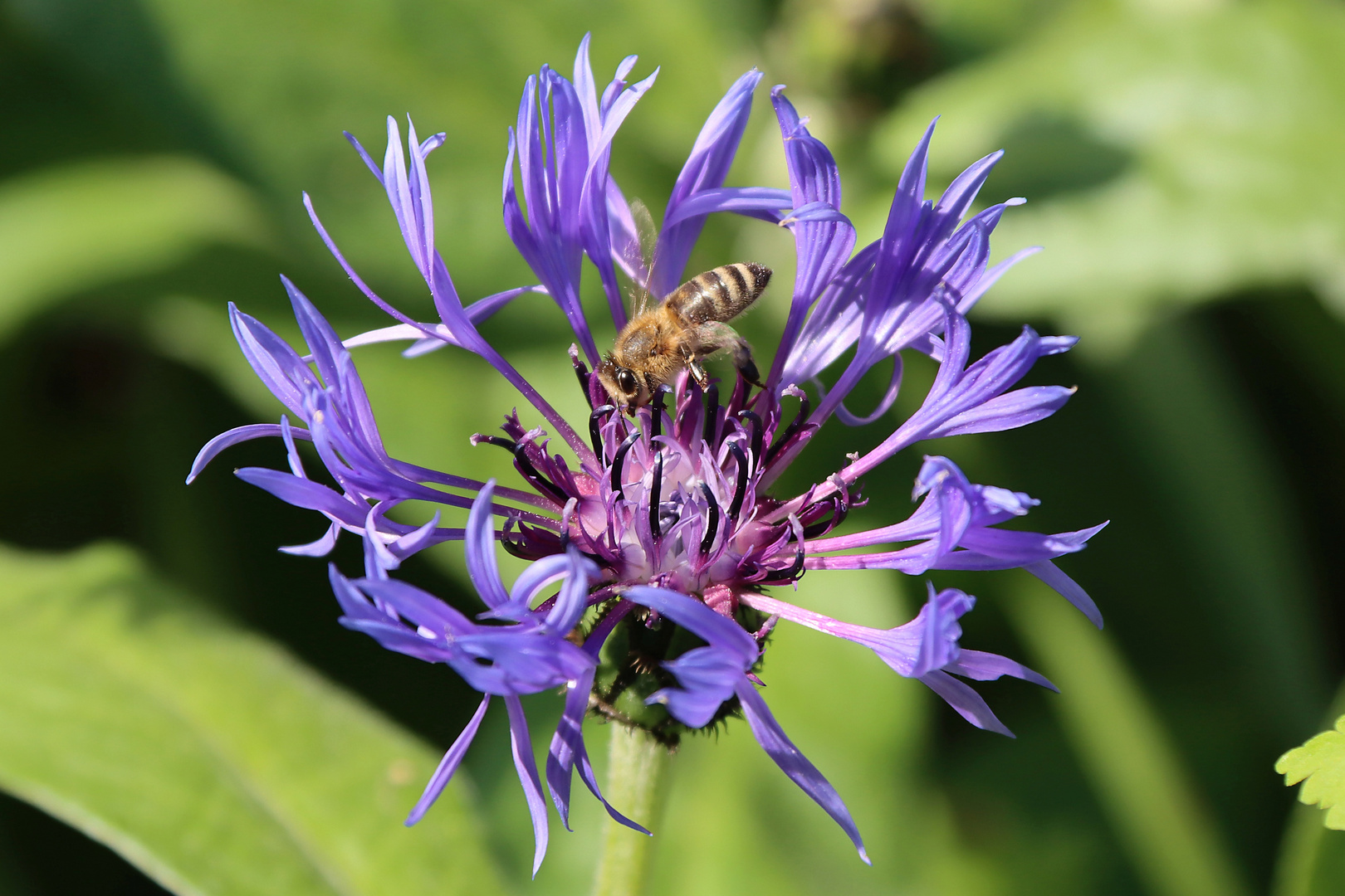 Extra für die Bienen gepflanzt.