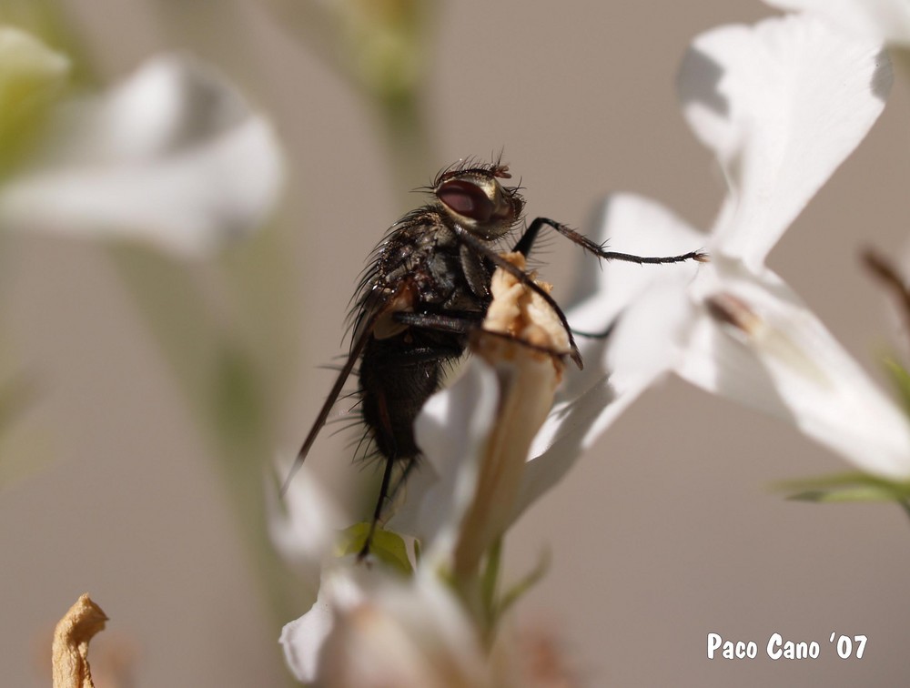 EXTRAÑA MOSCA