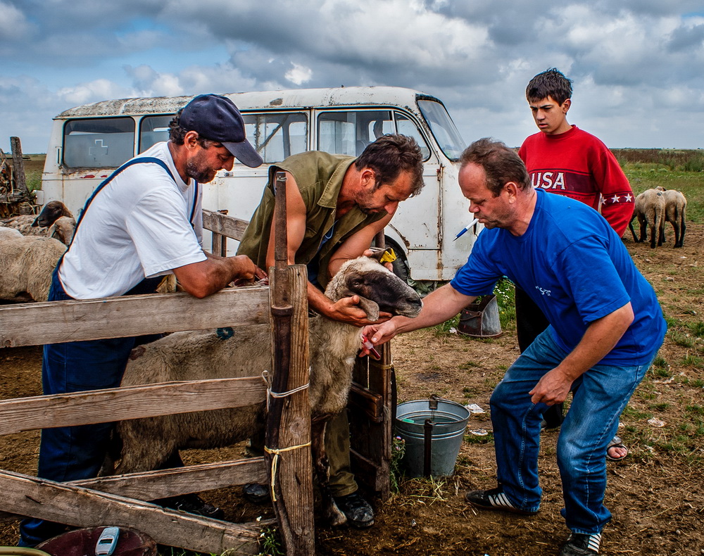 Extraction of blood in sheep