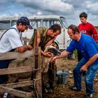 Extraction of blood in sheep