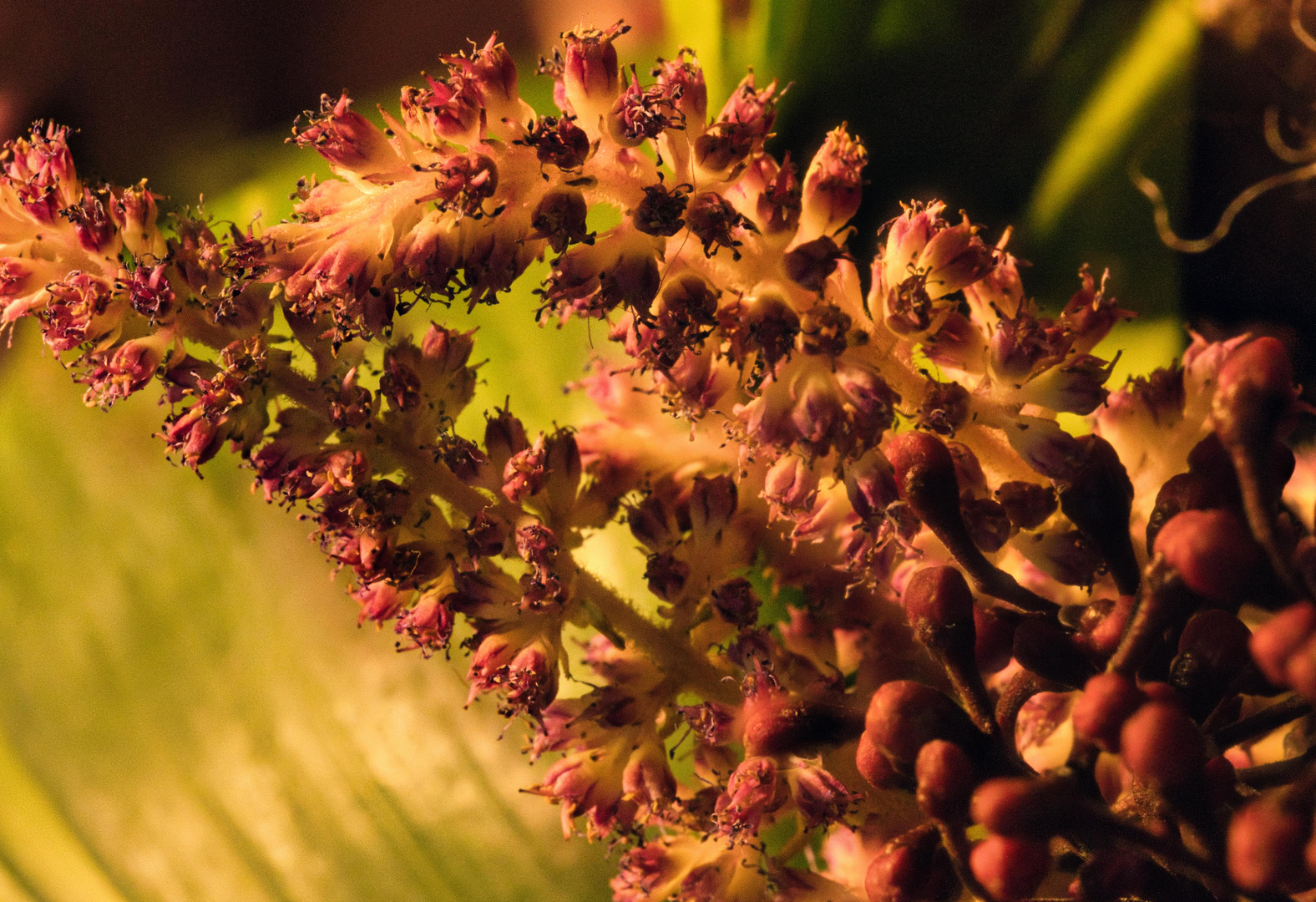 Extraits Bouquet