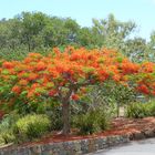 Extraordinary Tree